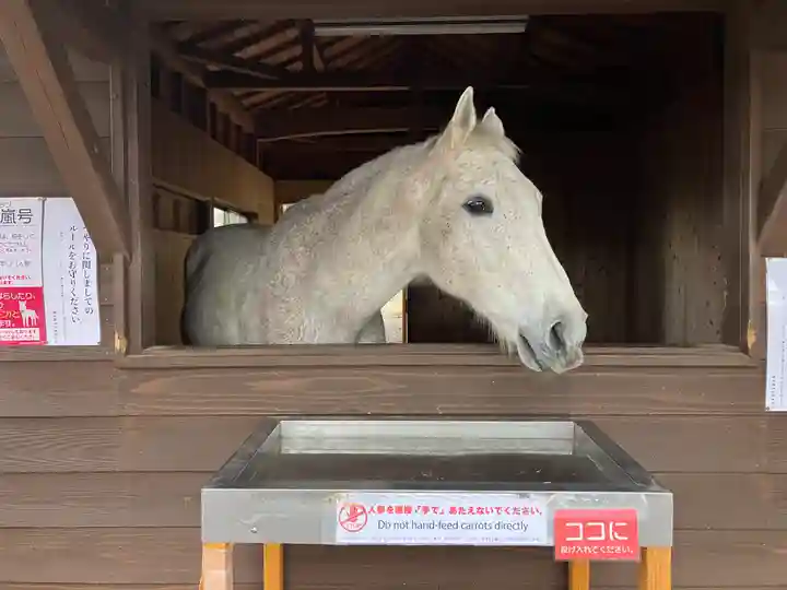 鹿児島神宮(鹿児島県)