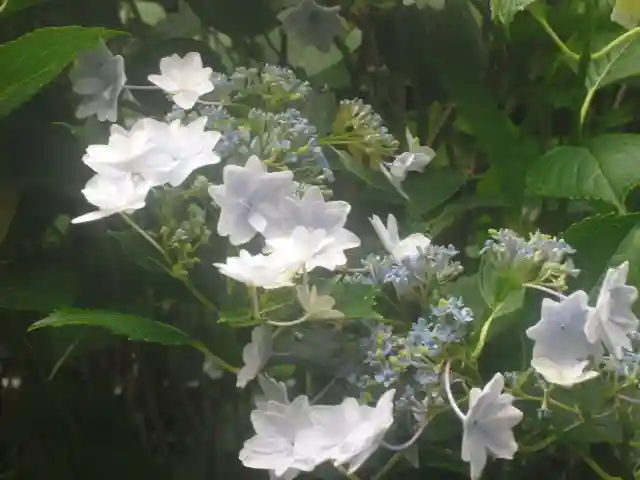 安國論寺(安国論寺)の自然
