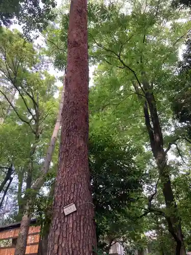 布多天神社の自然