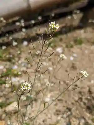  智積院(京都府)