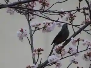 三輪神社の動物(2022年03月29日(火) 19時04分55秒投稿)