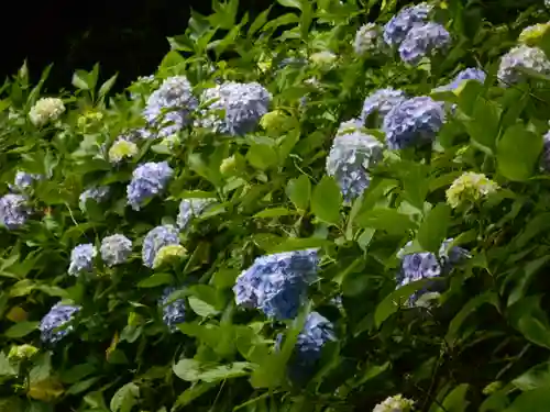 安國論寺（安国論寺）の自然