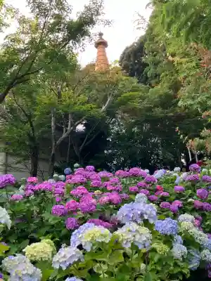 本土寺(千葉県)