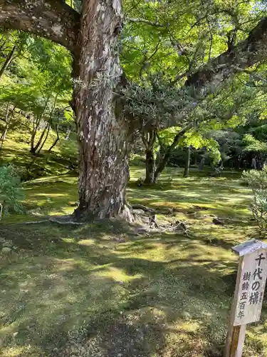 慈照寺（慈照禅寺・銀閣寺）(京都府)