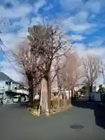 高木神社の自然