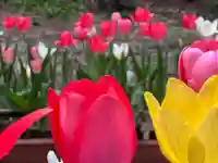 大宮温泉神社の自然