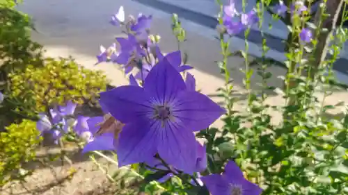 櫛田神社の自然