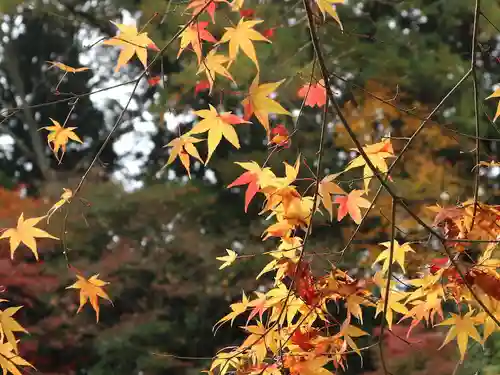 今熊野観音寺の自然