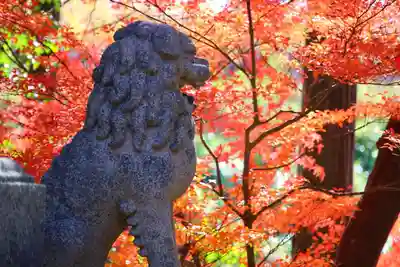 青柳神社の狛犬