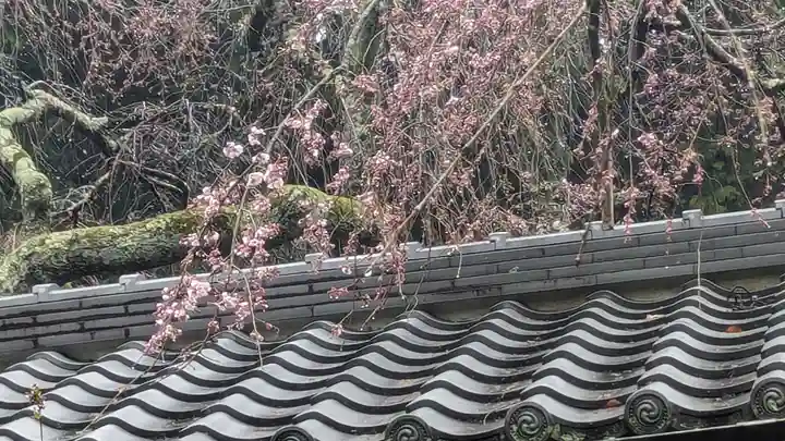 十輪寺(京都府)