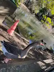 菊田神社の動物