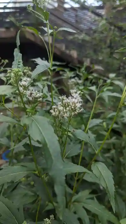 行願寺(革堂)(京都府)
