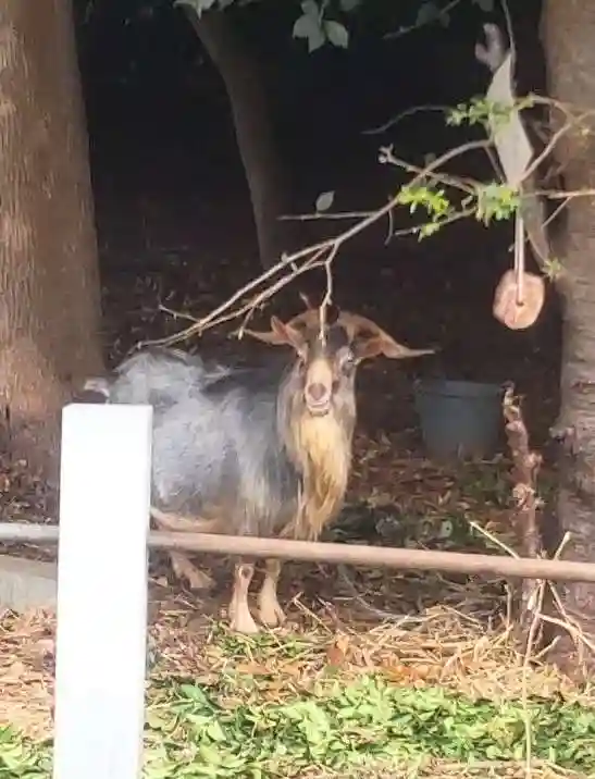 柏諏訪神社(千葉県)