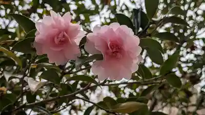 半木神社（賀茂別雷神社境外末社）(京都府)