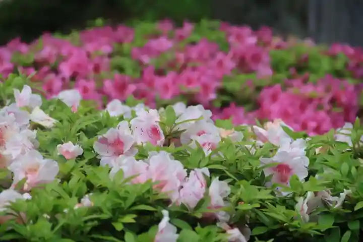 豊景神社の庭園
