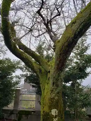 戸出神社の自然