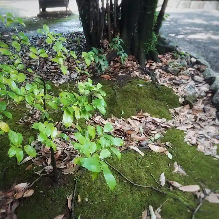 尾張大國霊神社(国府宮)の自然