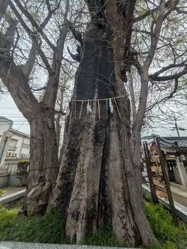 飛木稲荷神社の自然