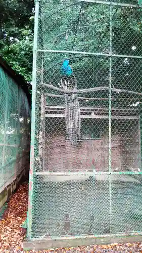 久伊豆神社の動物