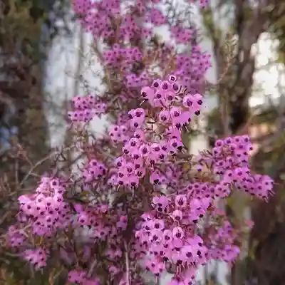 神明社（国府宮神明社）の周辺