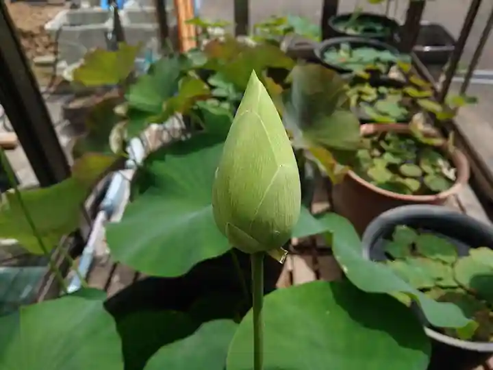 極楽山 浄土寺の自然
