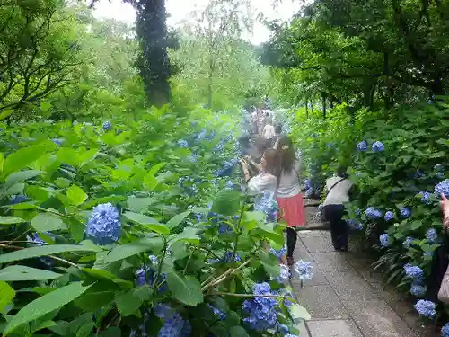 明月院の庭園