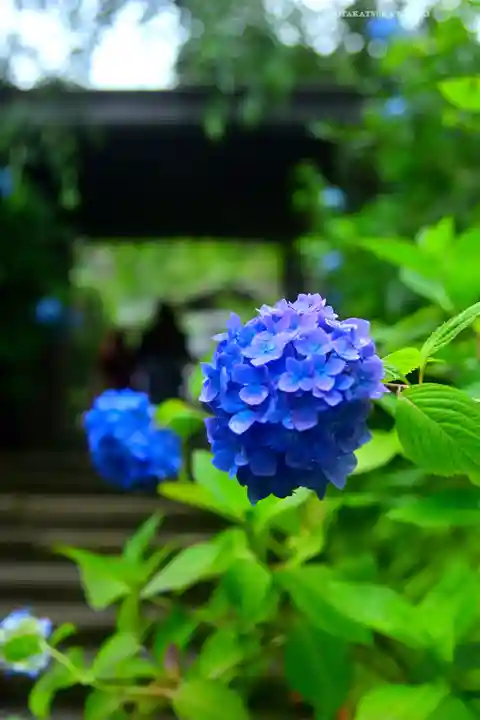 明月院(神奈川県)