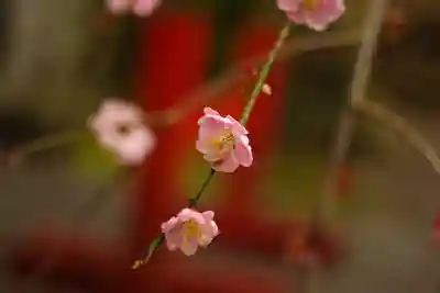 疋野神社(熊本県)