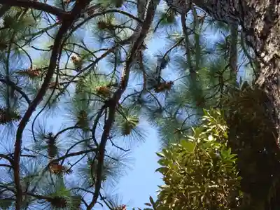 品川神社の自然