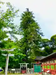 大杉神社(茨城県)