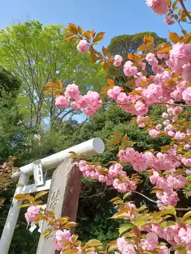 子鍬倉神社の鳥居