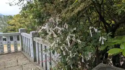 八幡神社のおみくじ