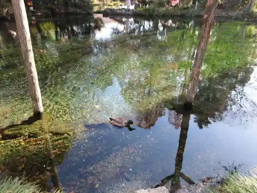 富士山本宮浅間大社の庭園