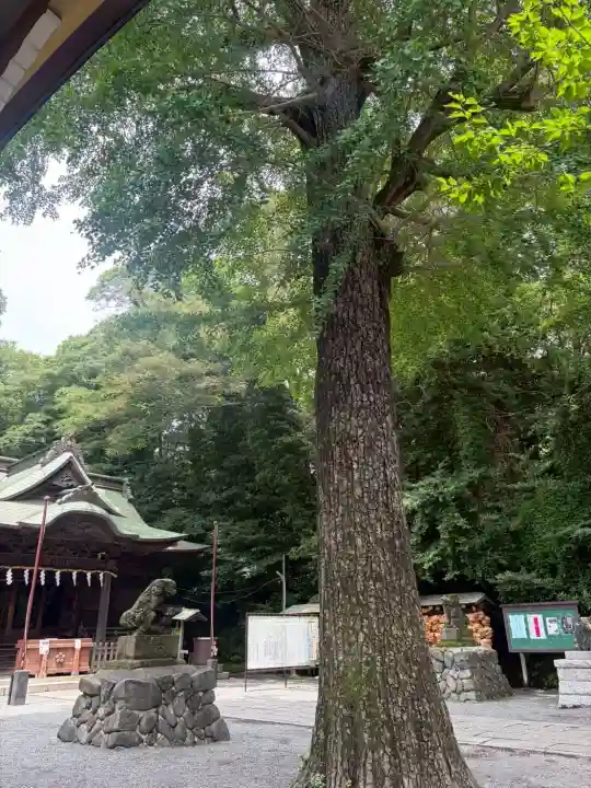 谷保天満宮(東京都)