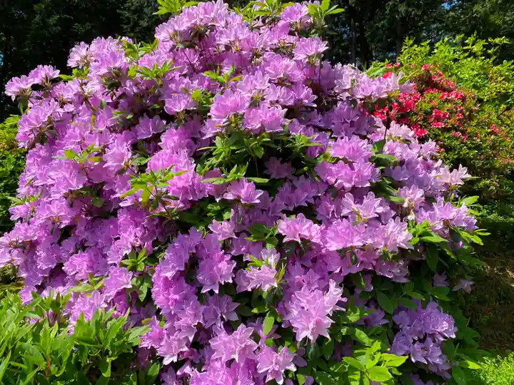 塩船観音寺の自然