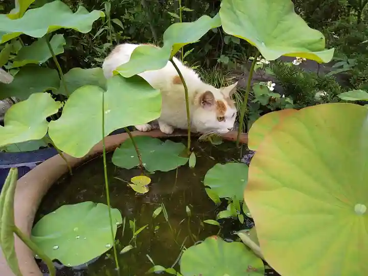 御誕生寺(猫寺)の動物