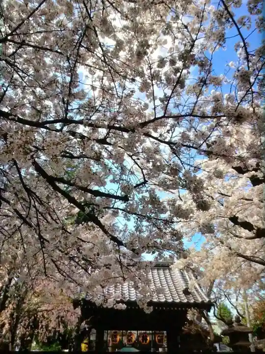 新井薬師(梅照院)(東京都)