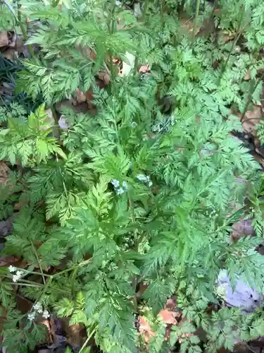 堤治神社の自然