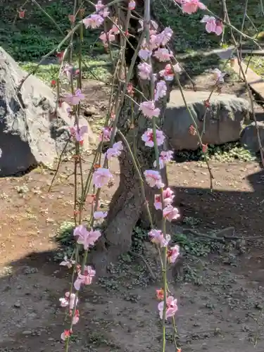 新井薬師（梅照院）(東京都)