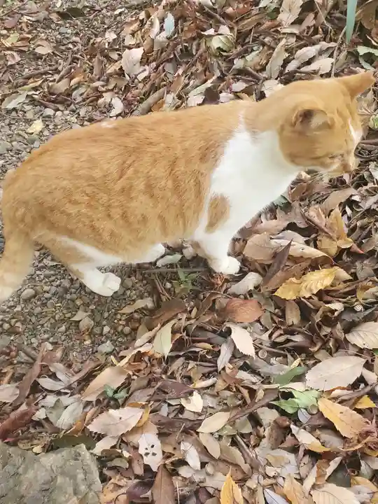 唐澤山神社の動物