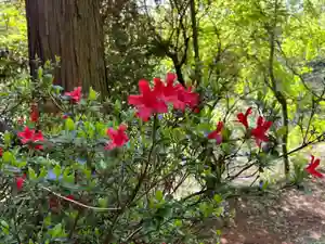 大宮温泉神社(栃木県)(2023年04月28日(金) 08時09分51秒投稿)