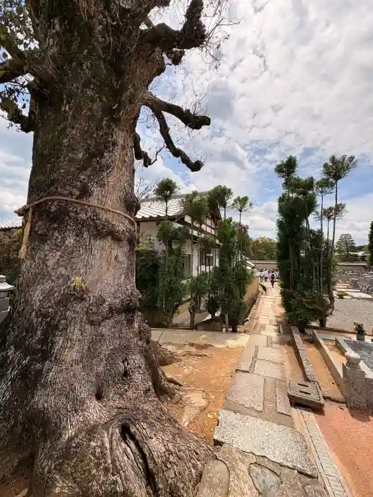 総見院の{uncategorized: "未分類", other: "その他", undefined: "問題あり", building: "その他建物", grave: "お墓", sacred_gate: "鳥居", guardian: "狛犬", statue: "像", buddha: "仏像", history: "歴史", nature: "自然", garden: "庭園", animal: "動物", pagoda: "塔", temizu: "手水舎", mountain_gate: "山門・神門", sanctuary: "本殿・本堂", subordinate: "末社・摂社", art: "芸術", scenery: "景色", jizo: "地蔵", ema: "絵馬", goshuin: "御朱印", omikuji: "おみくじ", items: "授与品その他", amulet: "お守り", goshuincho: "御朱印帳", eats: "食事", festival: "お祭り", votive_dance: "神楽", shichigosan: "七五三参", wedding: "結婚式", experience: "体験その他", initially: "初詣", around: "周辺", anti_infection: "感染症対策"}