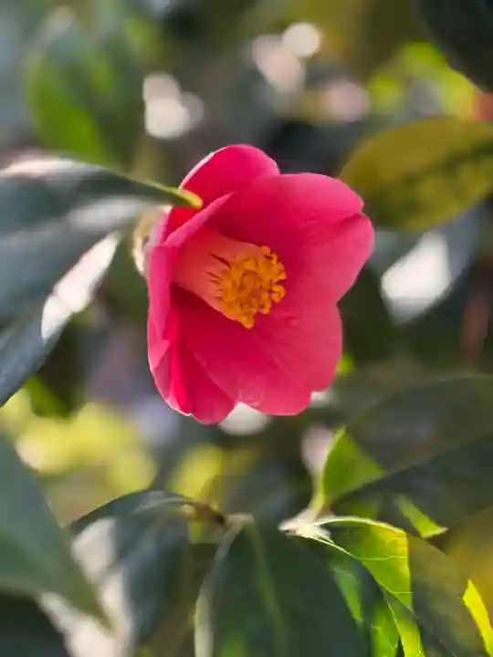 後白河院御聖蹟 法住寺の{uncategorized: "未分類", other: "その他", undefined: "問題あり", building: "その他建物", grave: "お墓", sacred_gate: "鳥居", guardian: "狛犬", statue: "像", buddha: "仏像", history: "歴史", nature: "自然", garden: "庭園", animal: "動物", pagoda: "塔", temizu: "手水舎", mountain_gate: "山門・神門", sanctuary: "本殿・本堂", subordinate: "末社・摂社", art: "芸術", scenery: "景色", jizo: "地蔵", ema: "絵馬", goshuin: "御朱印", omikuji: "おみくじ", items: "授与品その他", amulet: "お守り", goshuincho: "御朱印帳", eats: "食事", festival: "お祭り", votive_dance: "神楽", shichigosan: "七五三参", wedding: "結婚式", experience: "体験その他", initially: "初詣", around: "周辺", anti_infection: "感染症対策"}