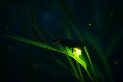木舟山　順教寺(広島県)