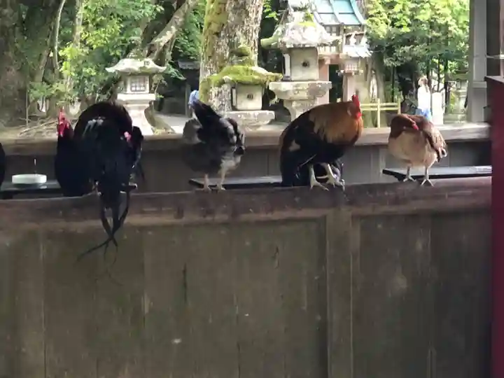 石上神宮の動物