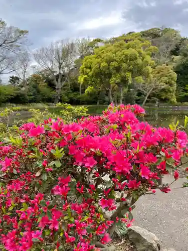 鶴岡八幡宮の自然