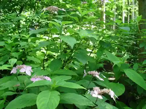 御霊神社の自然