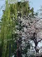 浅草神社(東京都)