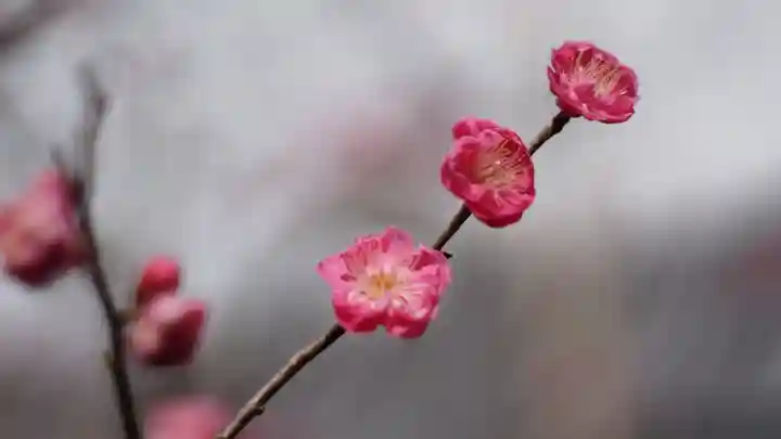 毘沙門堂門跡(京都府)