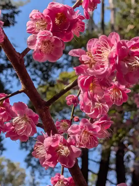 布多天神社(東京都)